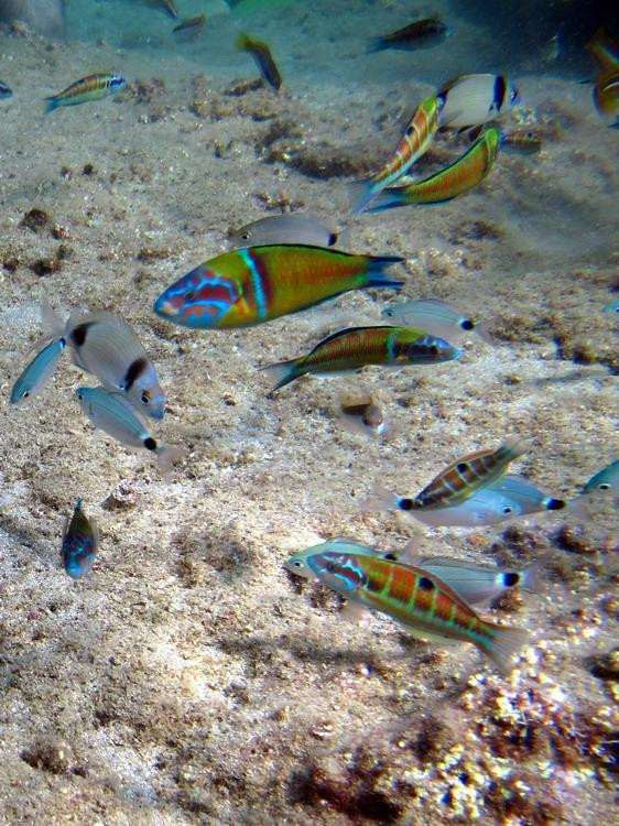 Scuba Turtle Diving-Incekum必去景点