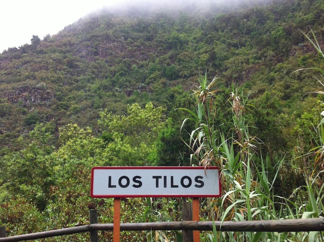 Los Tilos de Moya景点图片