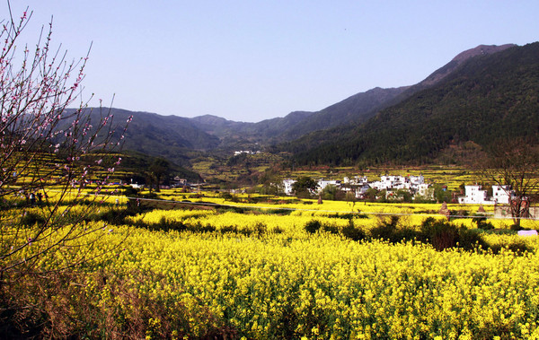 江岭梯田风光-婺源县必去景点