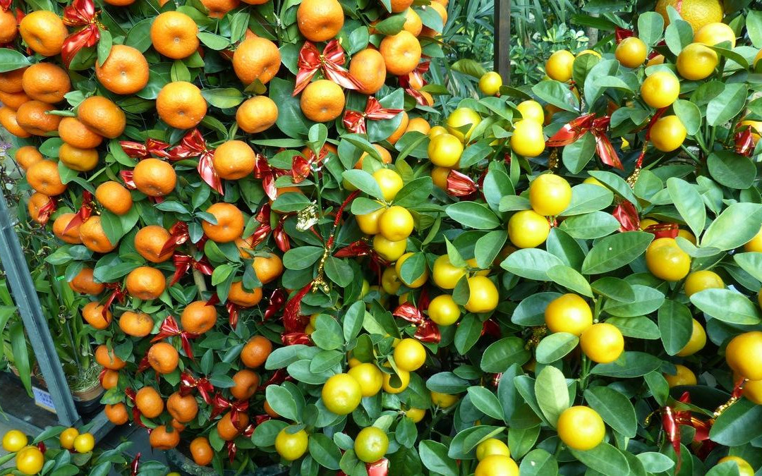 花墟道-香港必去景点