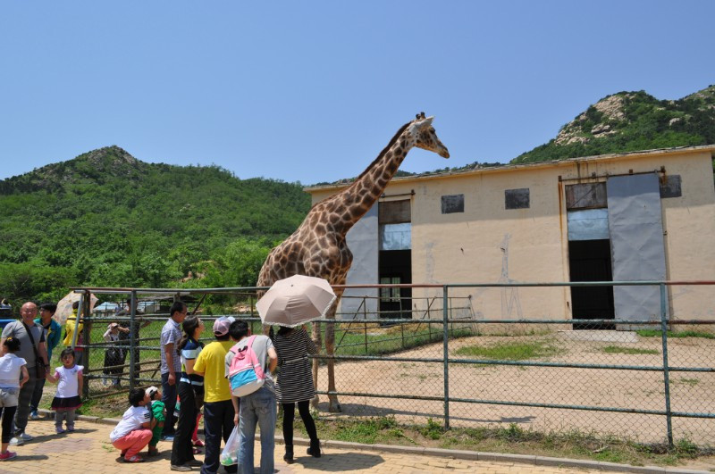 青岛森林野生动物世界-青岛市必去景点