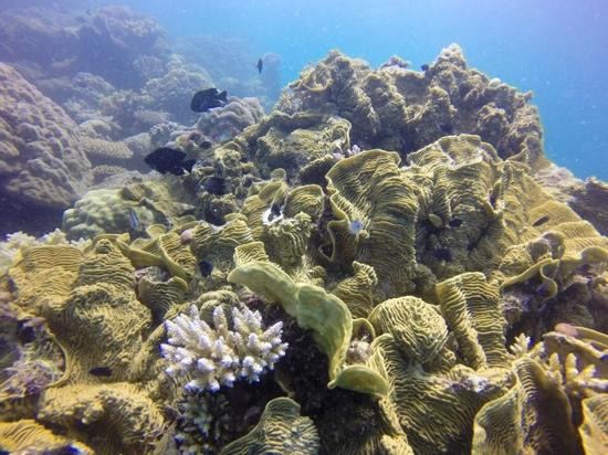 海星邮轮一日游-凯恩斯必去景点