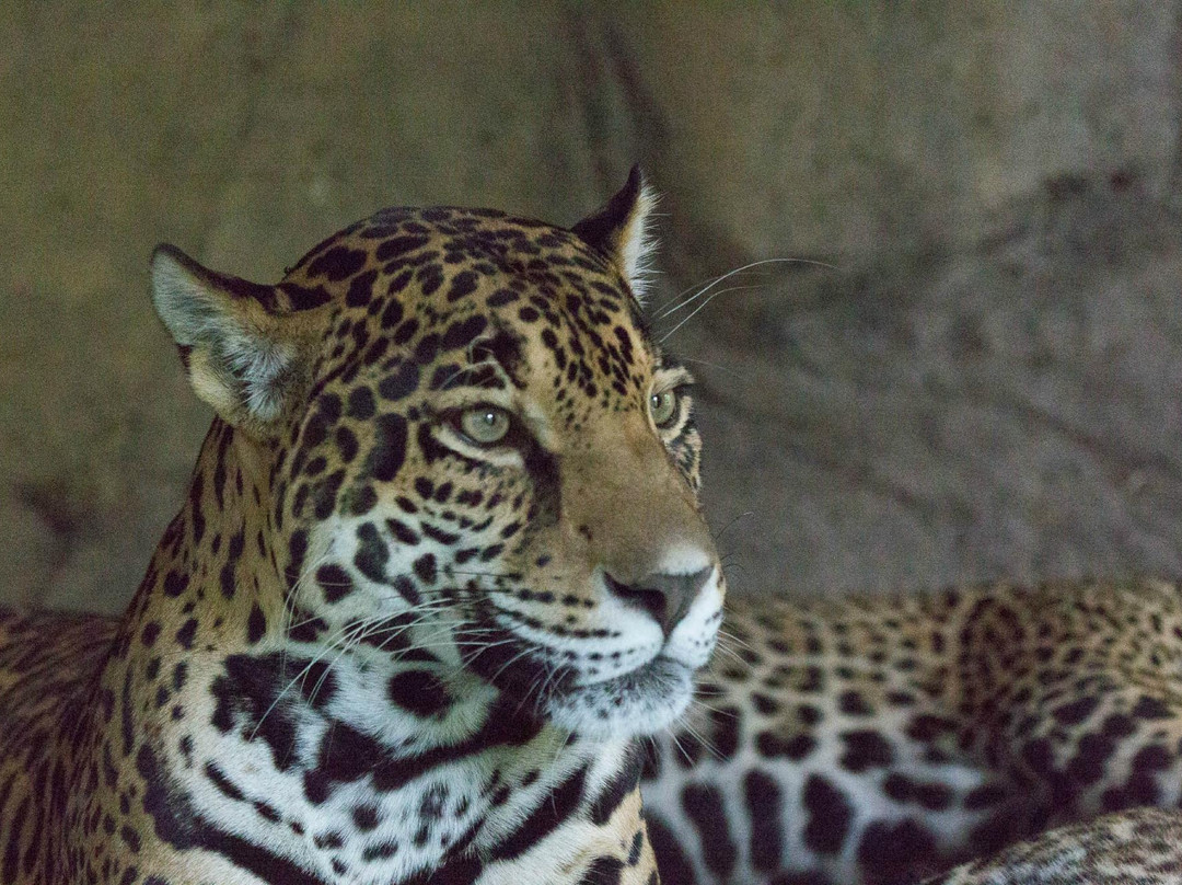 林地公园动物园-西雅图必去景点