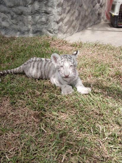 Parque Zoologico Huachipa-利马必去景点