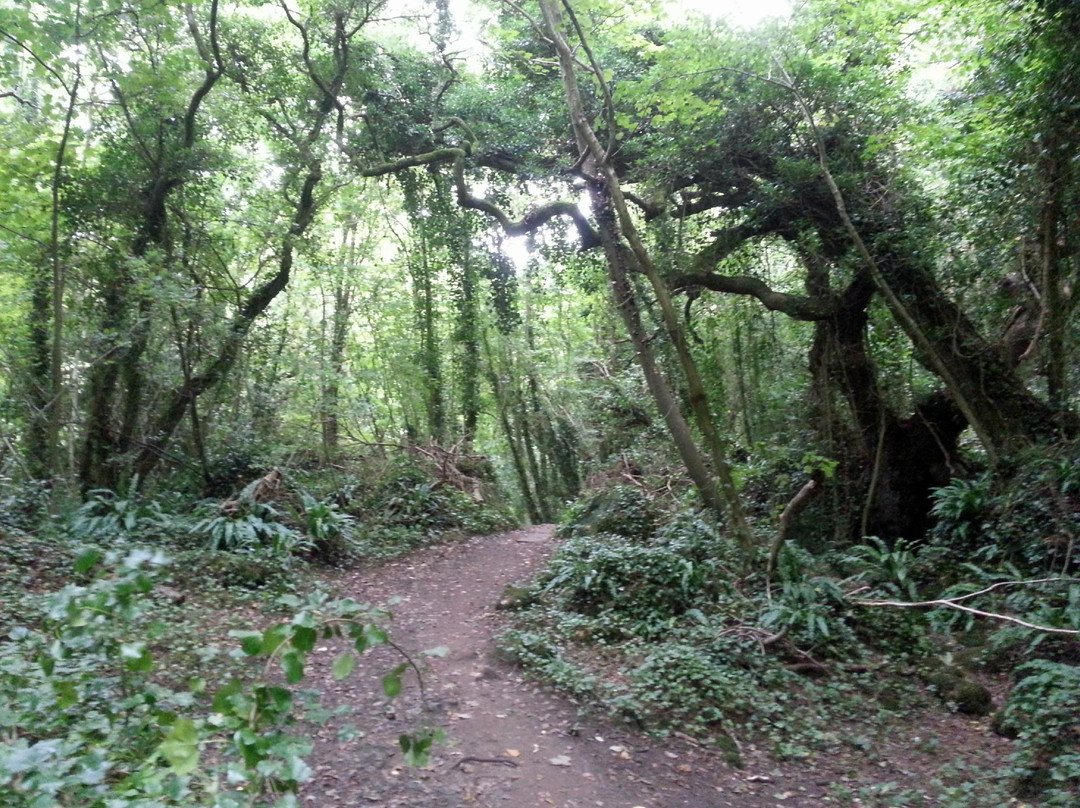 Bonchurch Landslip-Bonchurch必去景点