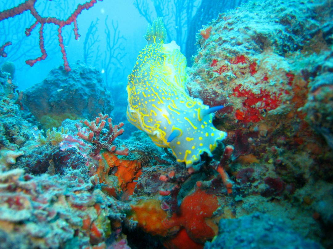 Baratti Diving景点图片
