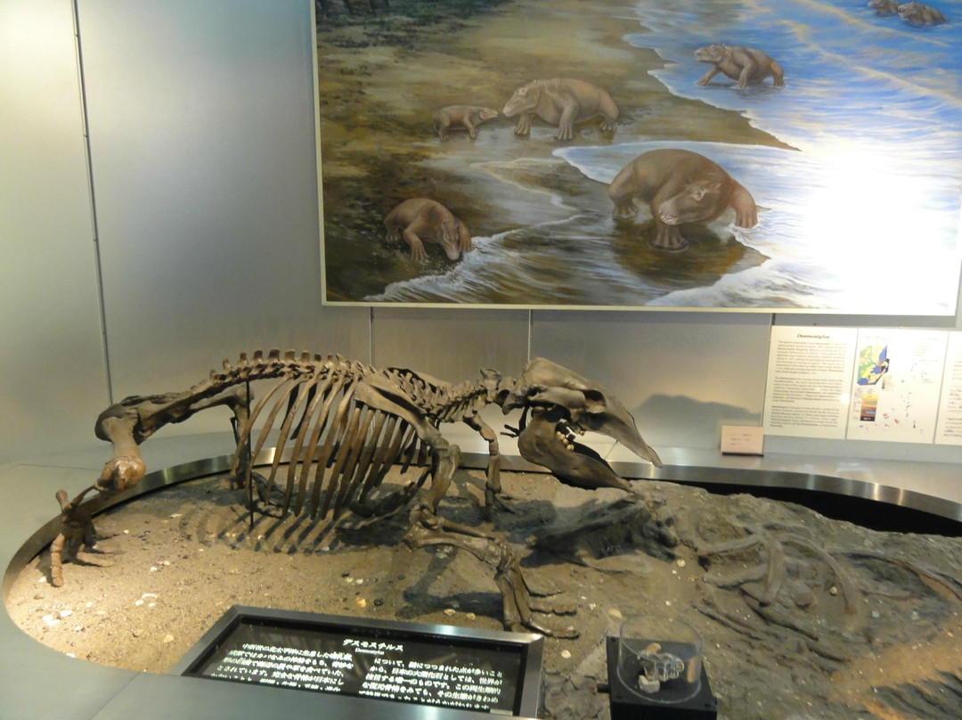 Geological Museum-筑波市必去景点