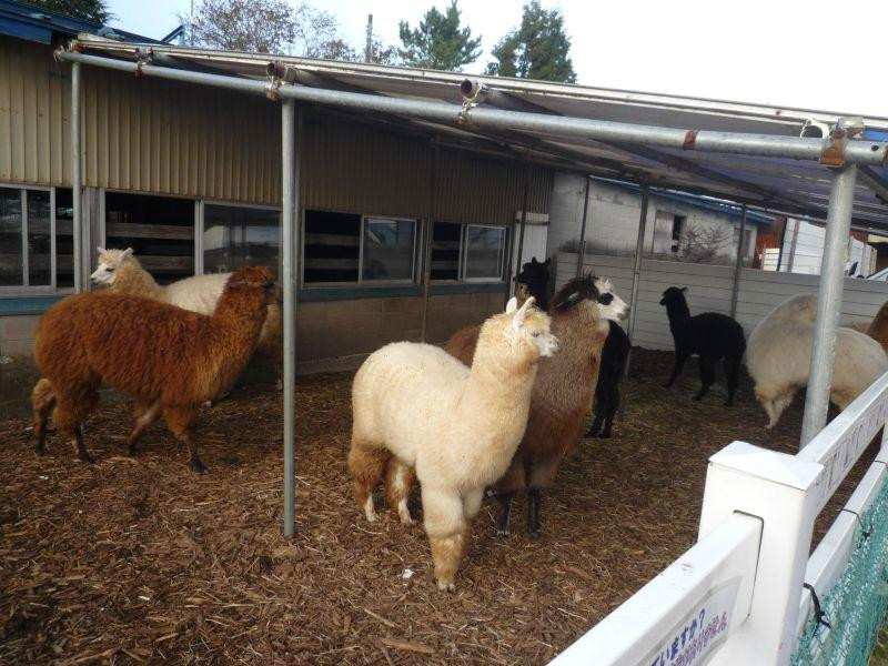 Nasu Alpaca Farm-那须町必去景点