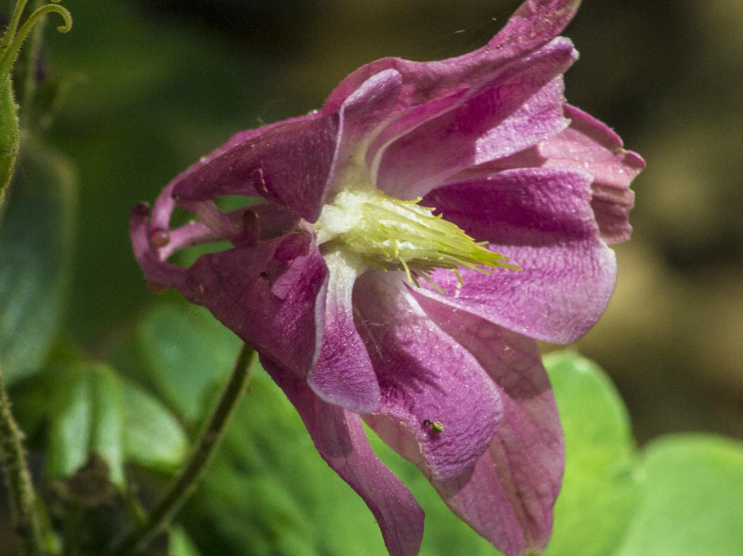 South Arkansas Arboretum-El Dorado必去景点