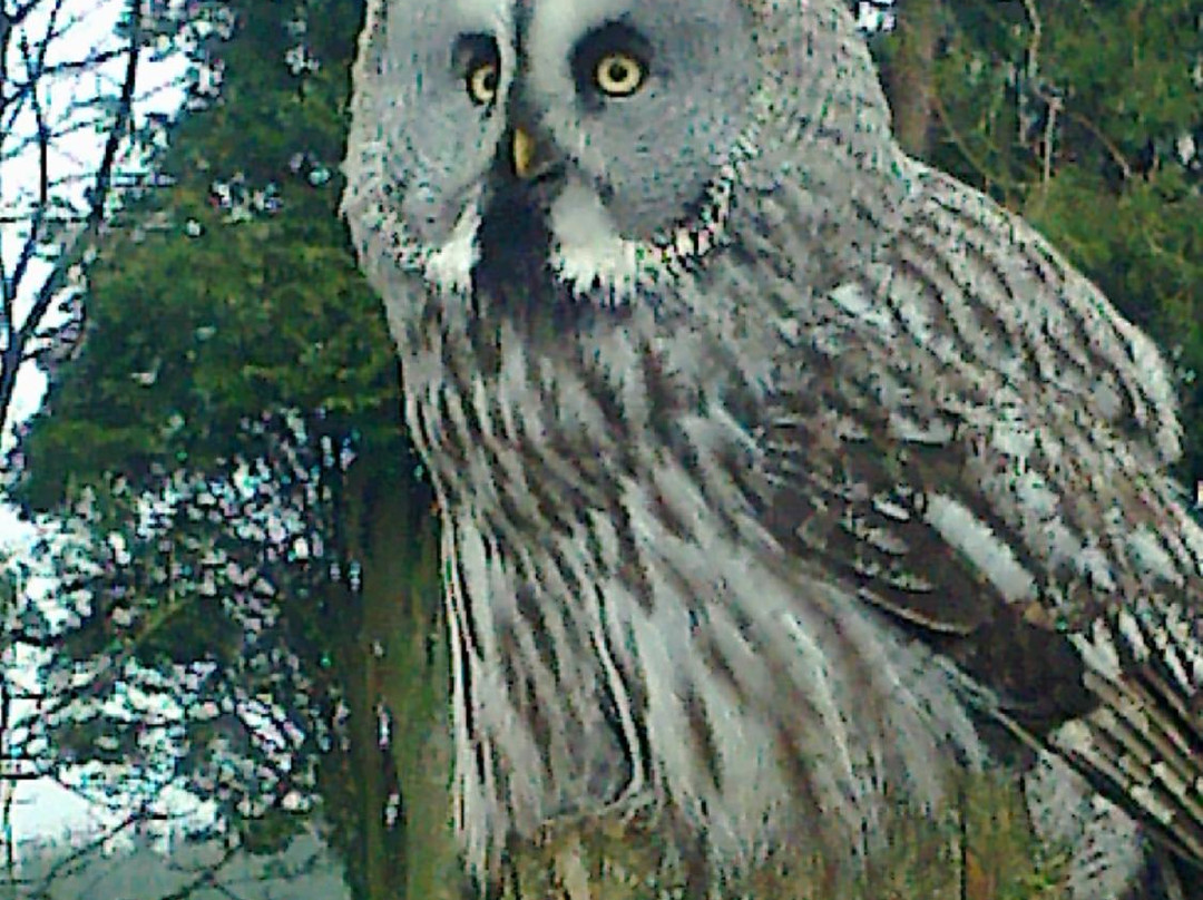 Falconry Days景点图片