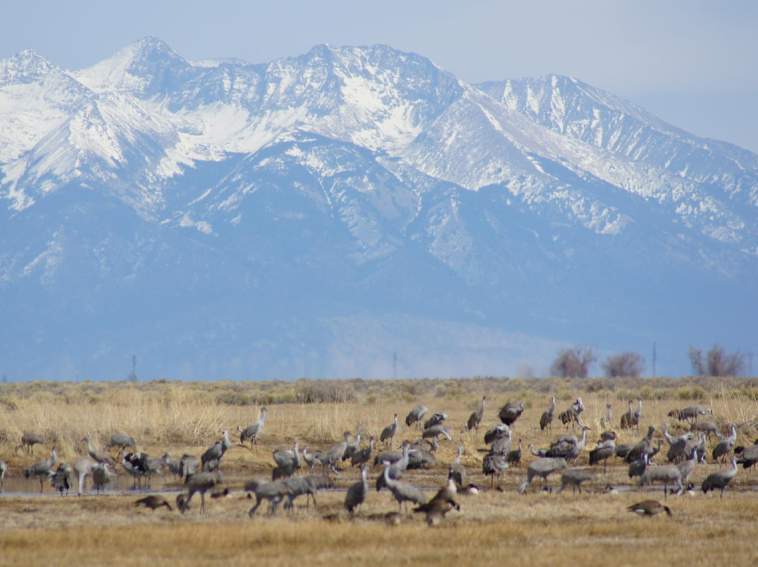 Monte Vista National Wildlife Refuge-Monte Vista必去景点