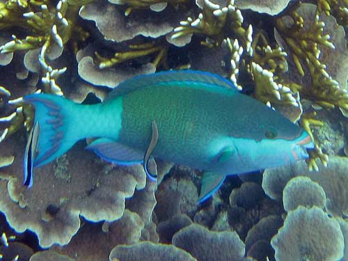 Mafia Marine National Park-马菲亚岛必去景点