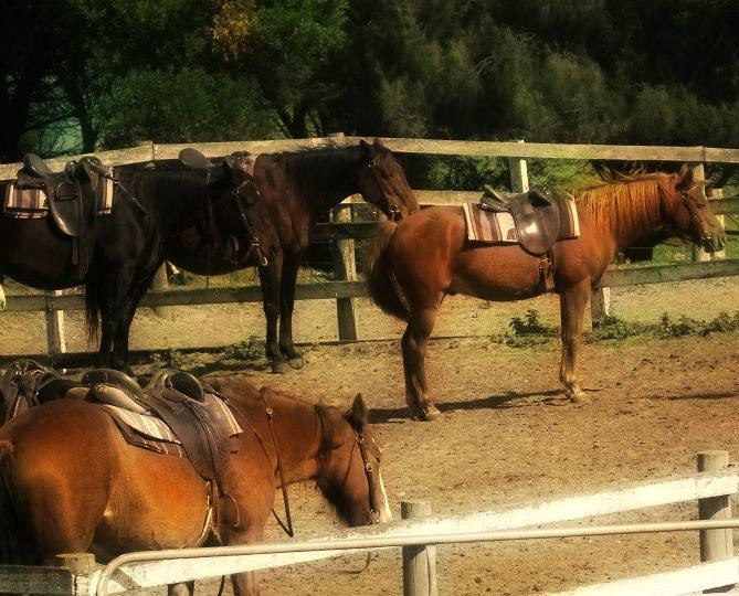 The Ranch Mornington Peninsula景点图片