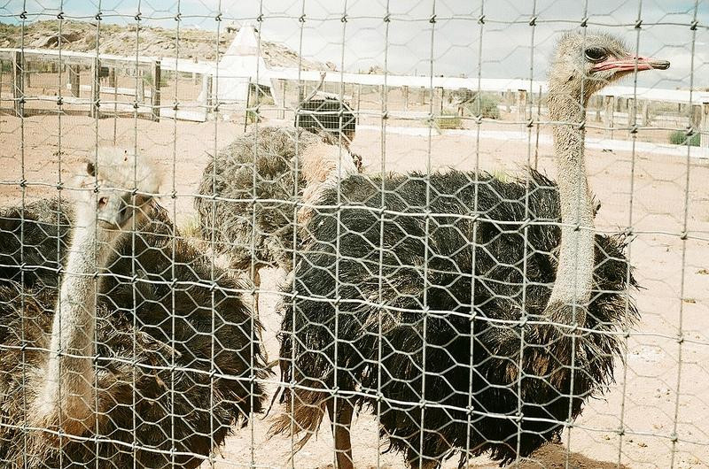 Stewart's Petrified Wood-霍尔布鲁克必去景点