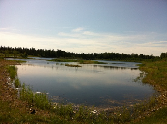 Wedgewood Wildlife Sanctuary-费尔班克斯必去景点