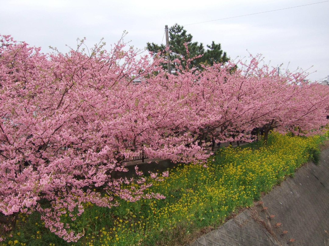 河津樱花-河津町必去景点