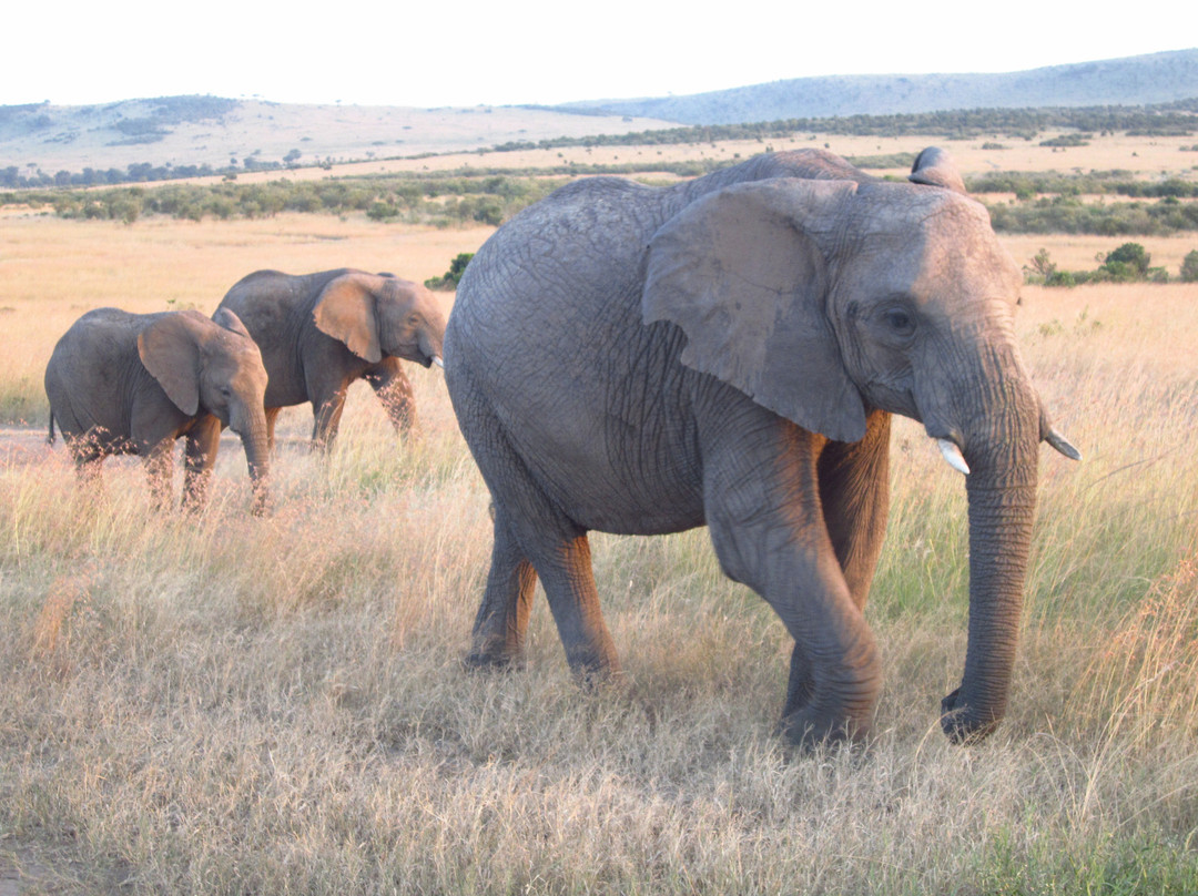 Explorer Kenya-内罗毕必去景点