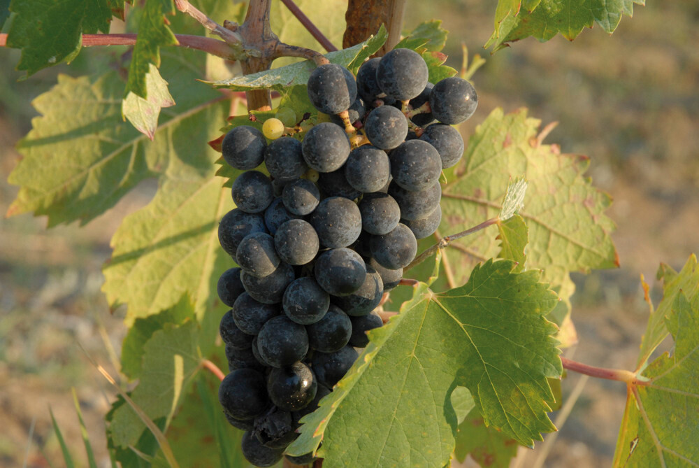 Il Casolare diVino主图