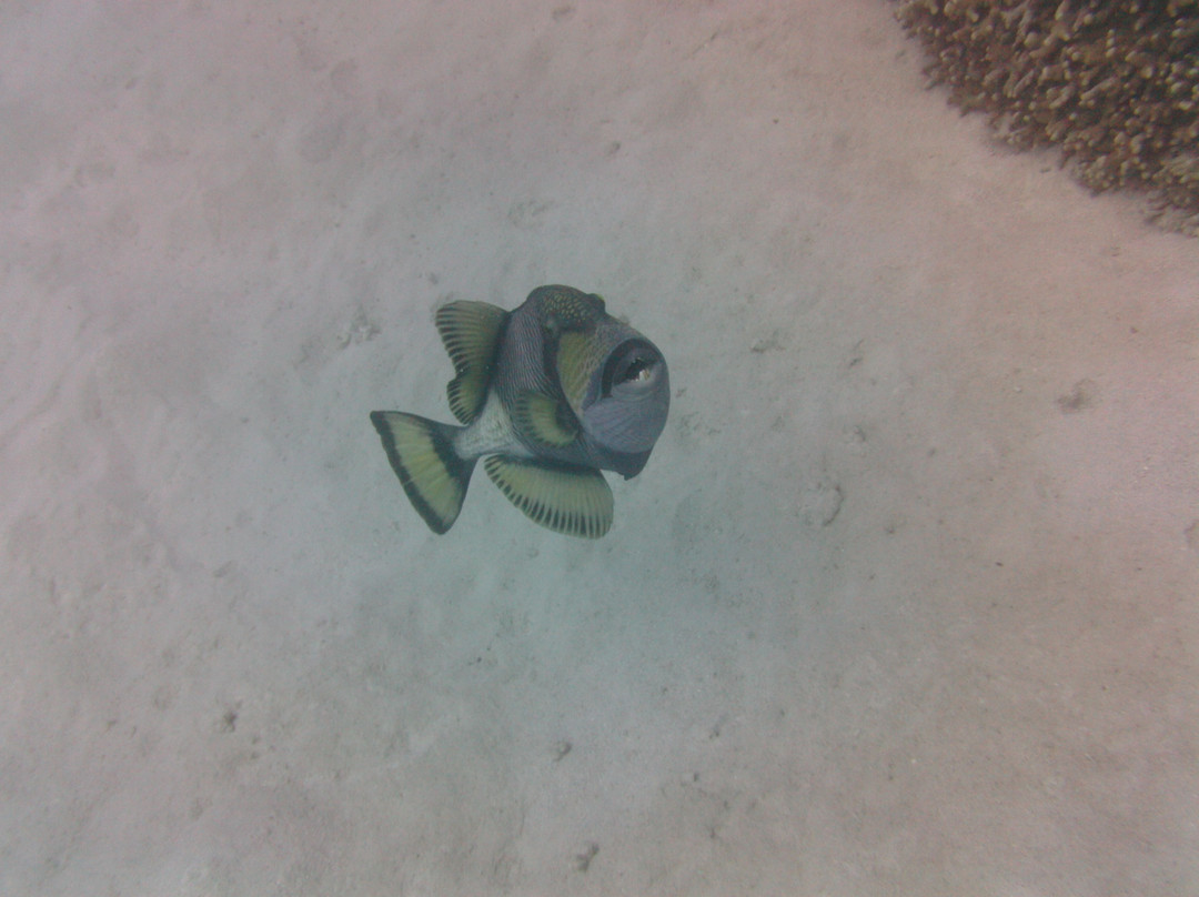 Reef Experience-凯恩斯必去景点