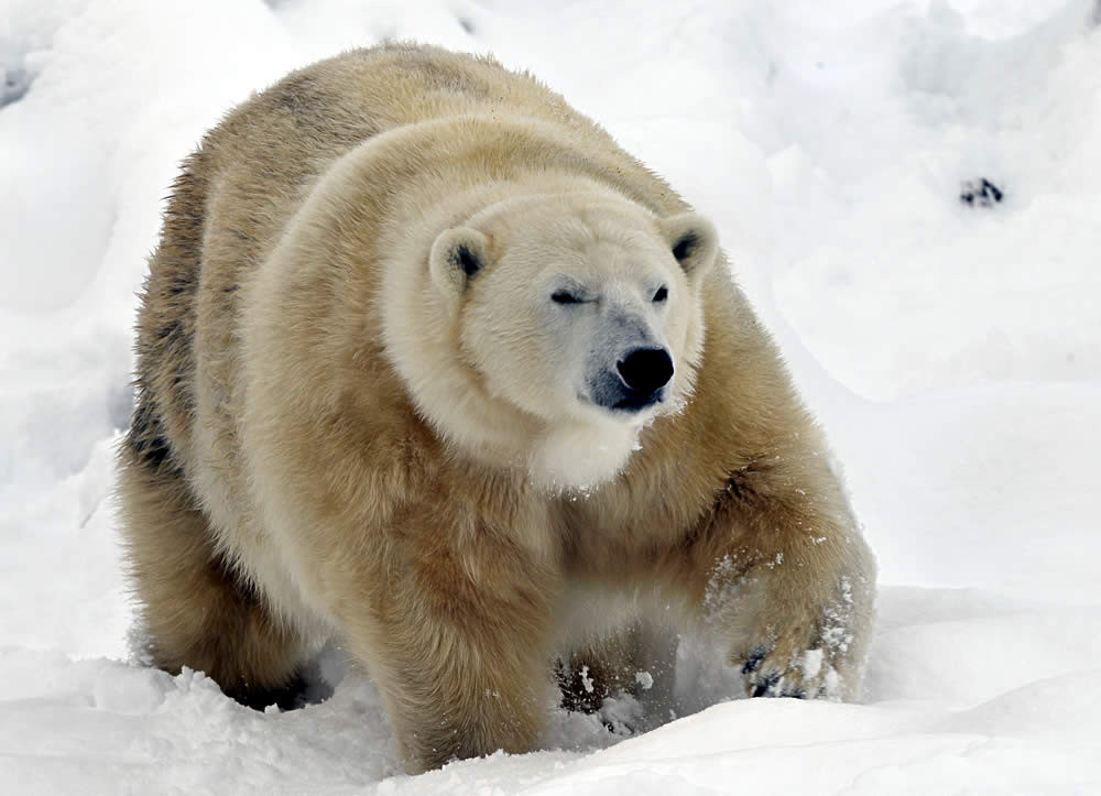Highland Wildlife Park景点图片