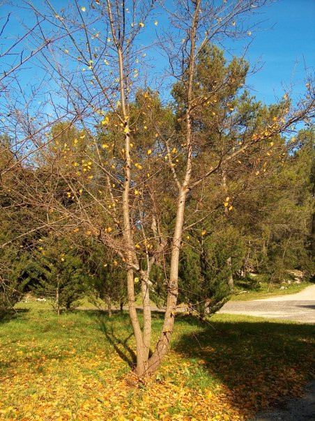Bois de Montmaur景点图片
