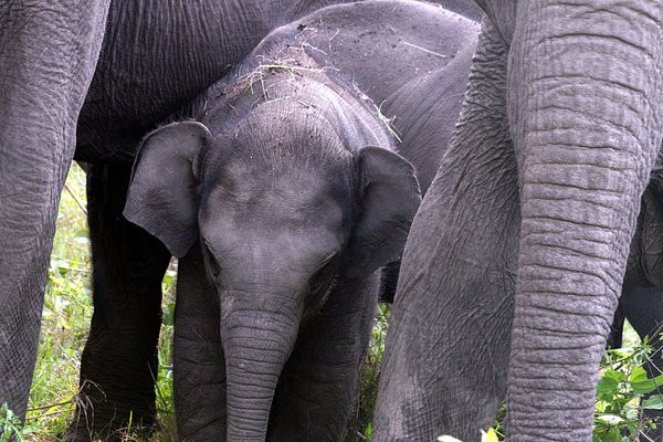 Bandipur National Park and Tiger Reserve景点图片