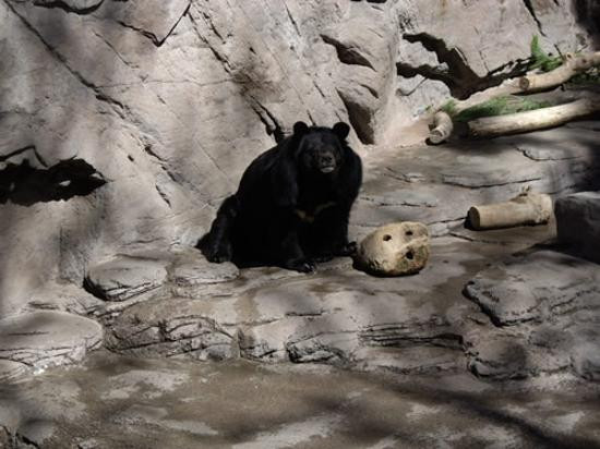 Denver Zoo-丹佛必去景点