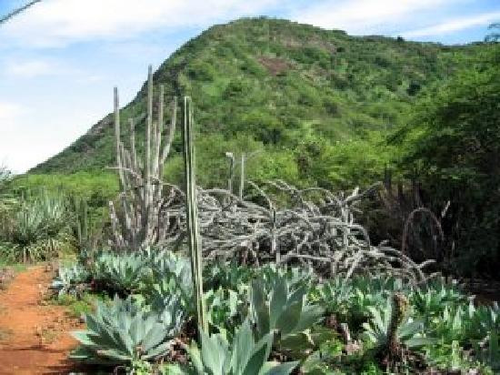 可可火山口植物园-火奴鲁鲁必去景点
