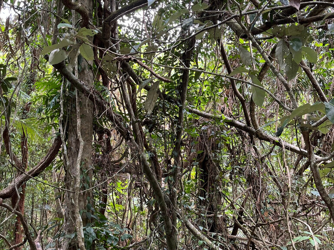 Kulki Boardwalk-Cape Tribulation必去景点