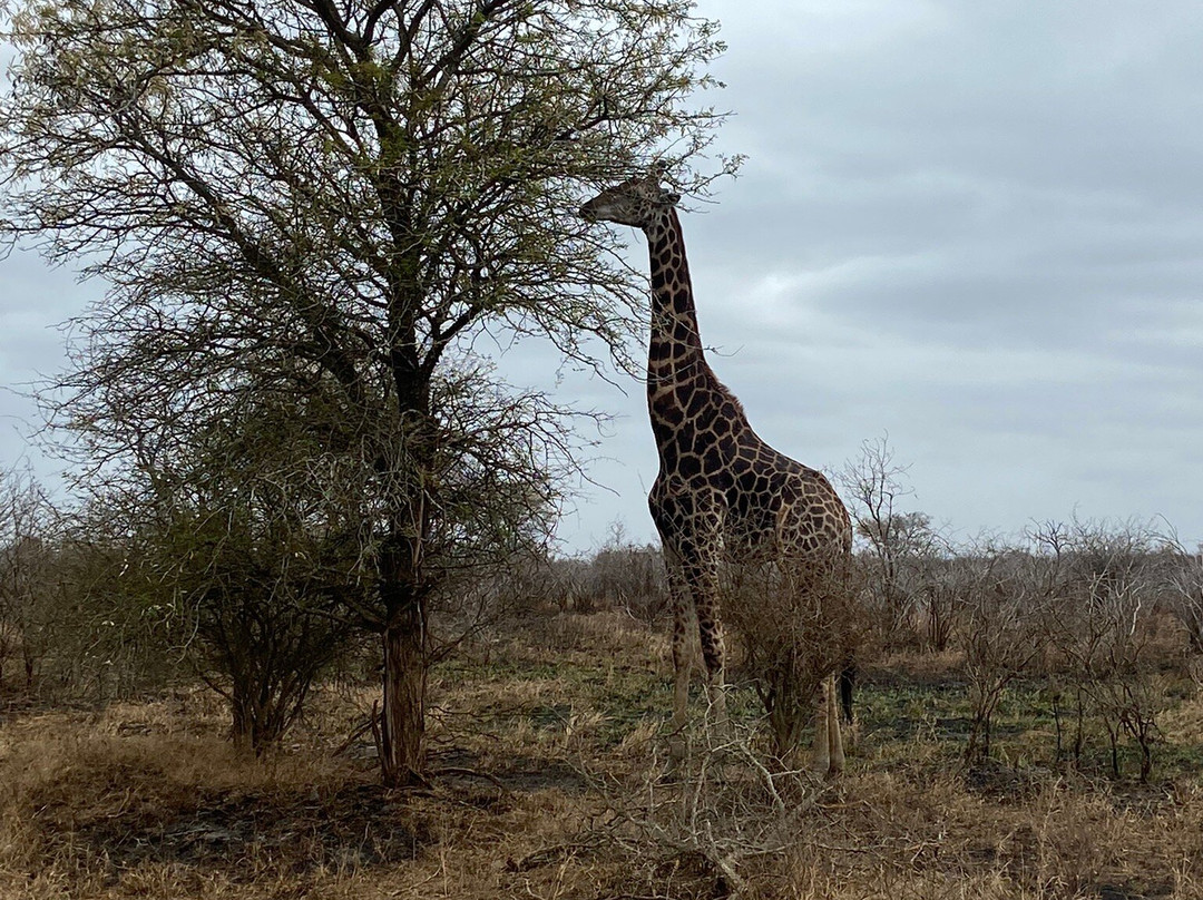Kruger Pride Safaris-玛洛斯帕克必去景点