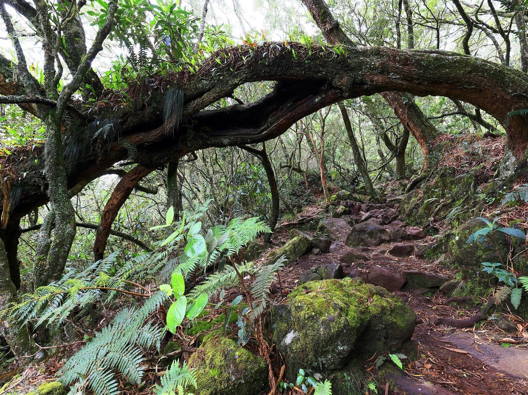 Foret de Belouve景点图片