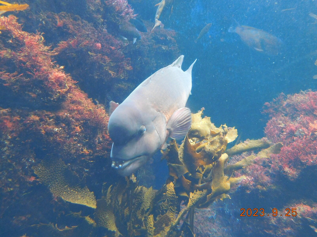 Enoshima Aquarium-藤泽市必去景点