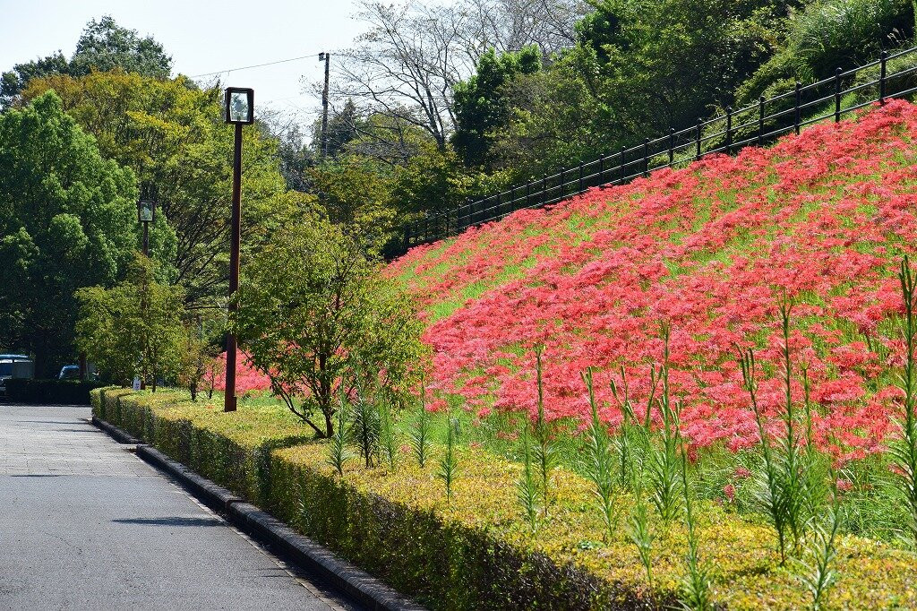 Minamiashigara Sports Park景点图片