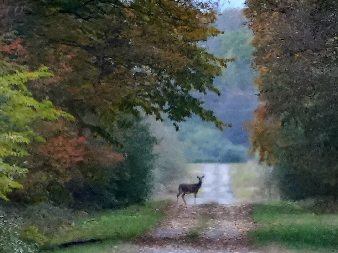 Deer Haven Park景点图片