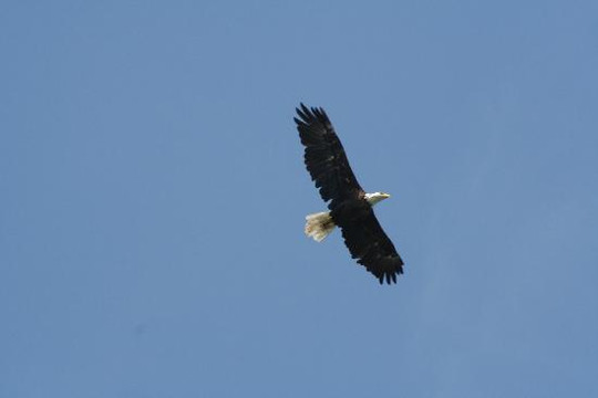 Chincoteague Cruises & Nature Tours-钦科蒂格岛必去景点