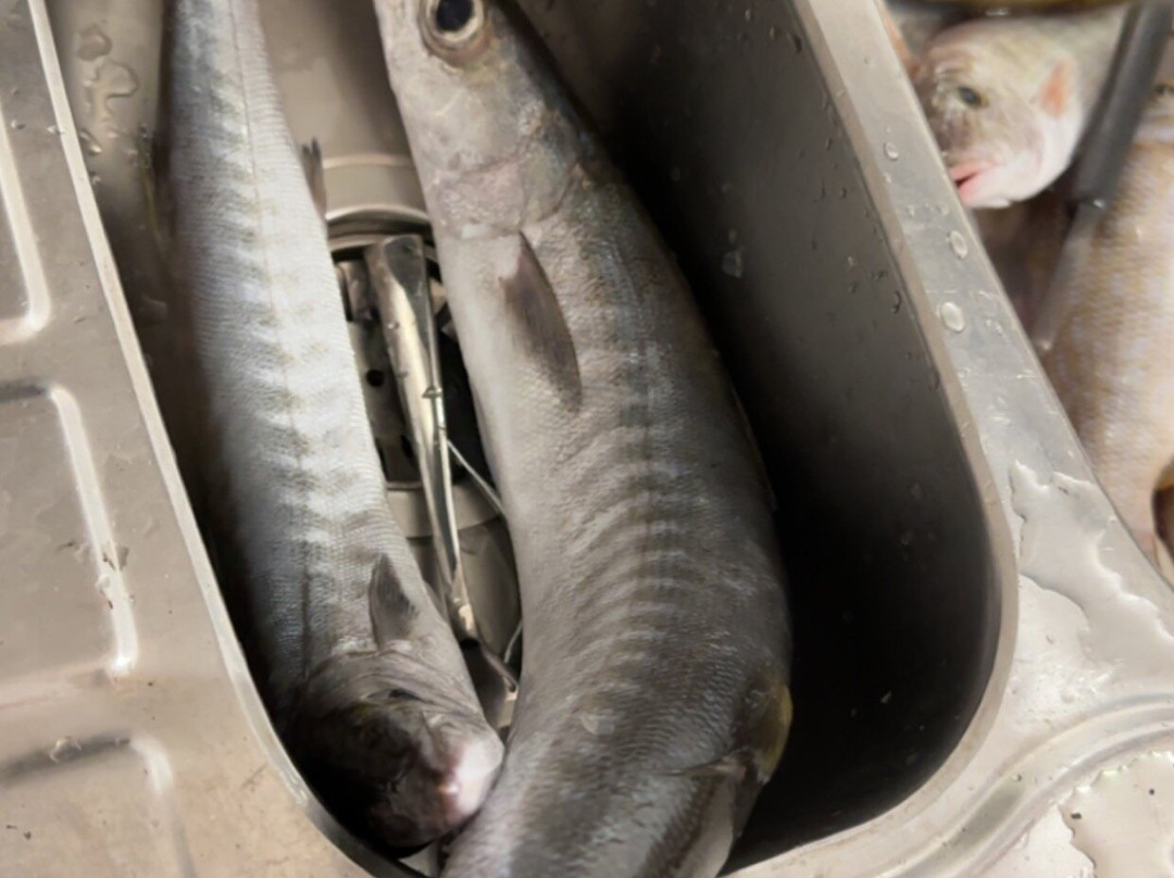 Jane's Luxury Yachts & Holidays-迪拜必去景点