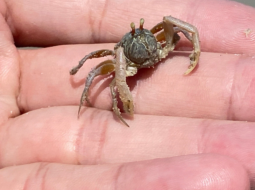 Tubkaek Beach-甲米必去景点