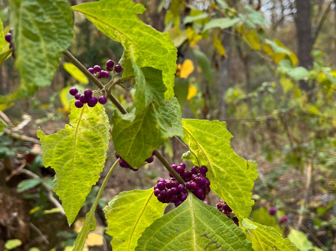 Davey Dogwood Park-Palestine必去景点