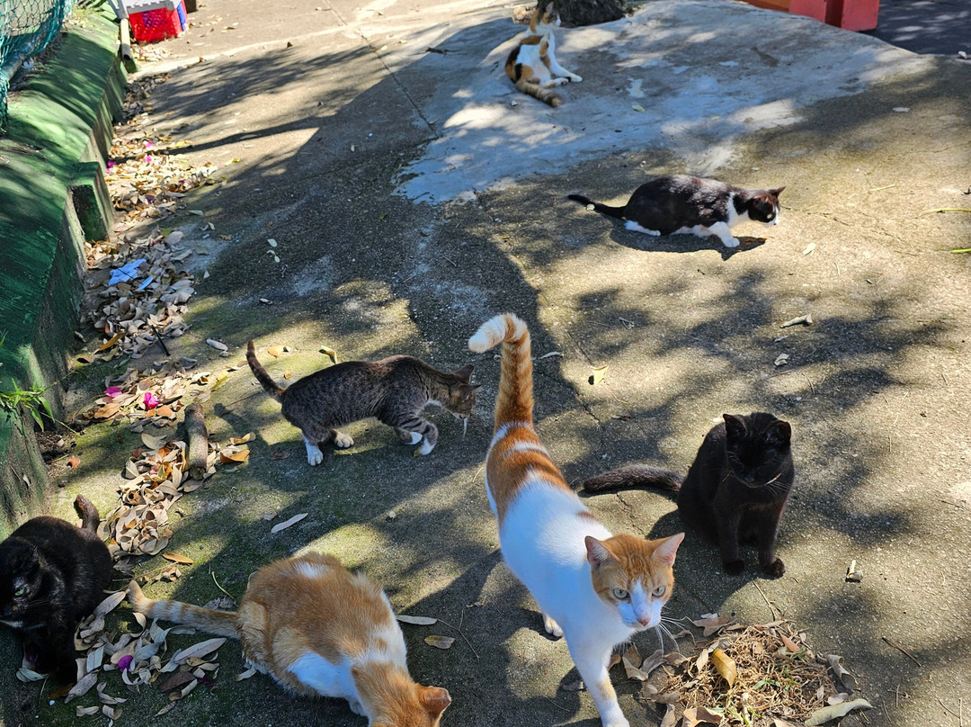 Save A Gato-圣胡安必去景点