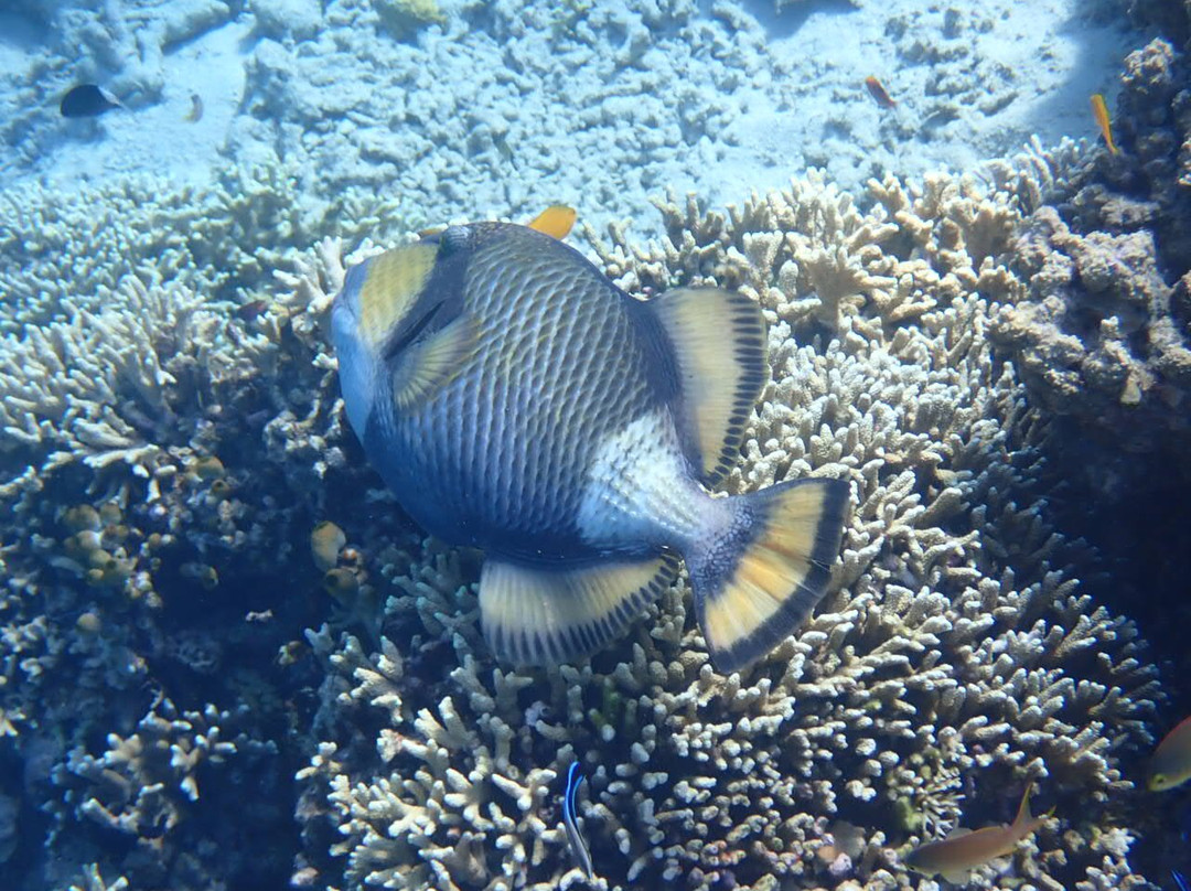 Snorkeling Menjangan Island景点图片