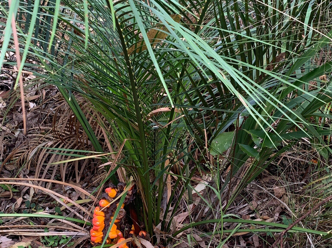 Mount Perry Summit Walk-Mount Perry必去景点