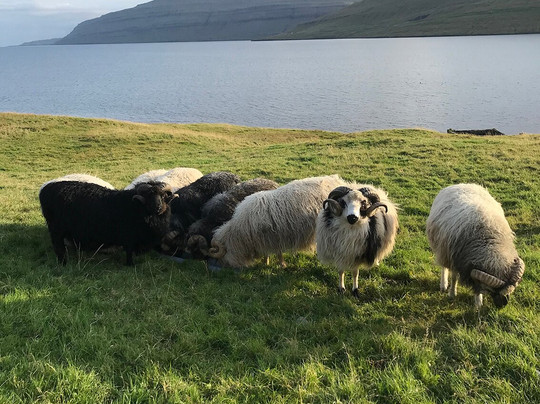 Lamb.fo-Selatrad必去景点