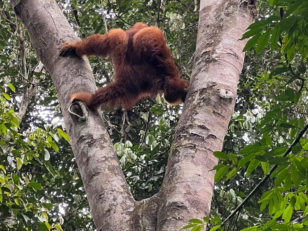 Ketambe Trek-Ketambe必去景点