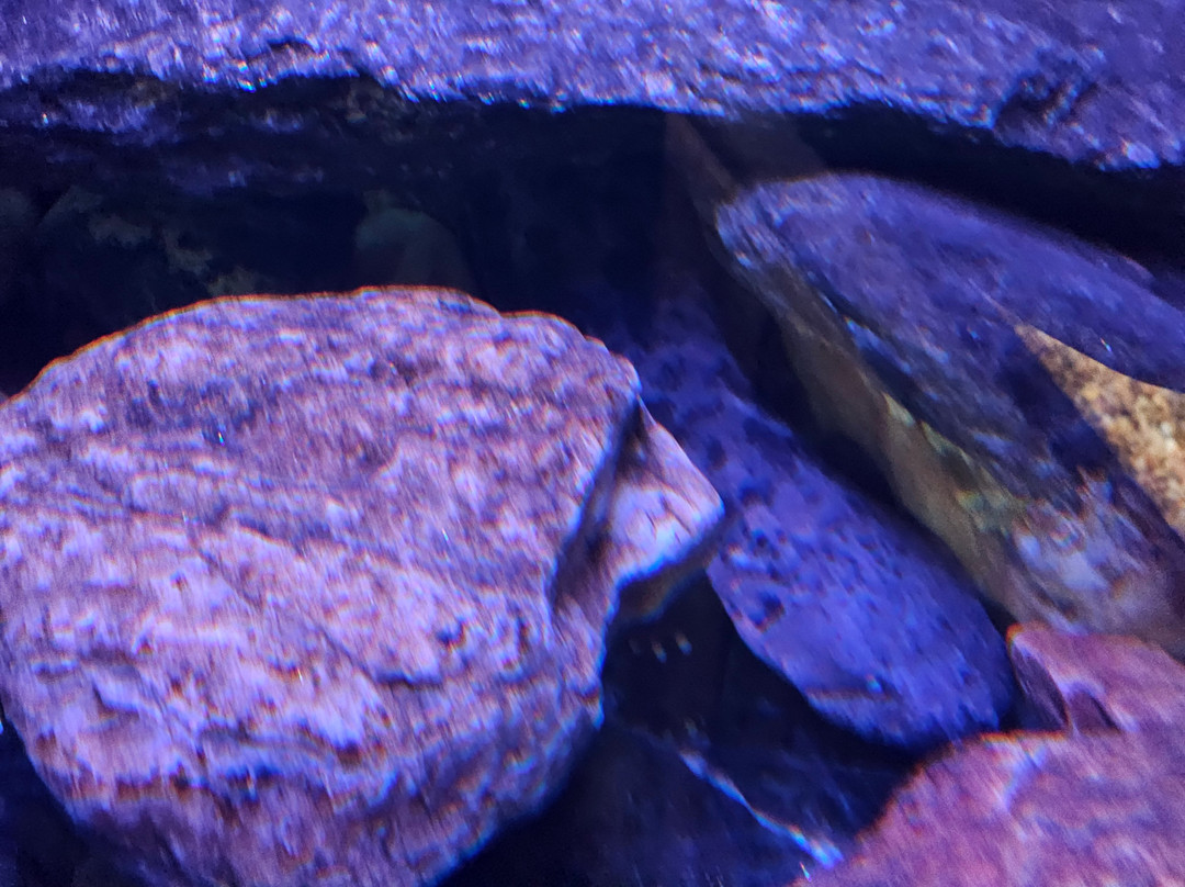 Appalachian Rivers Aquarium景点图片