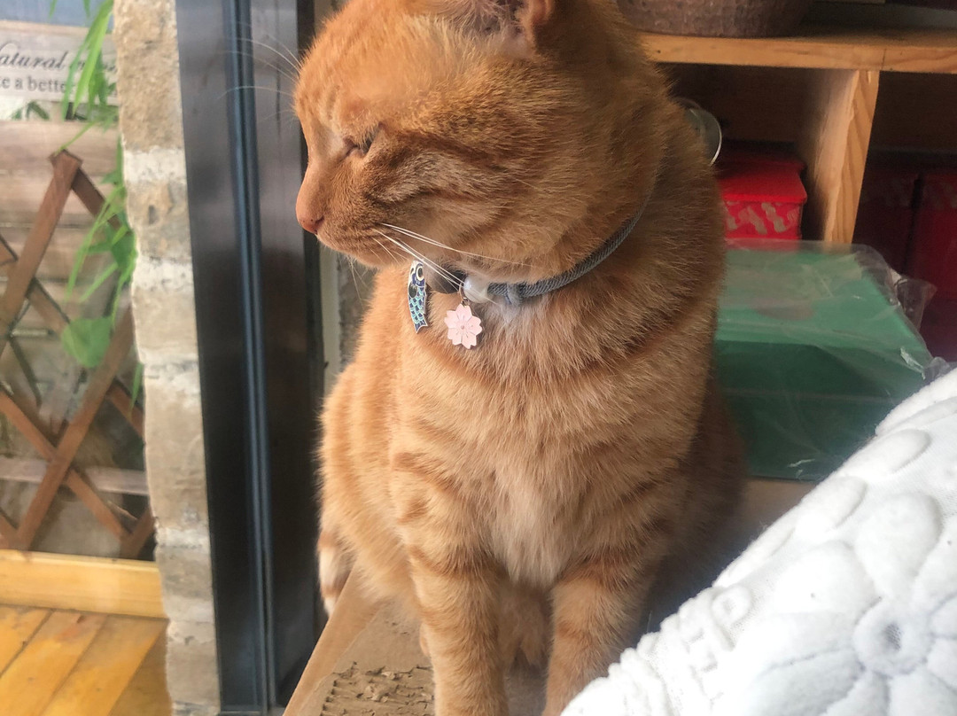 Liyang Street-黄山市必去景点