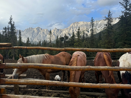 The Trail Riders of the Canadian Rockies-班夫必去景点