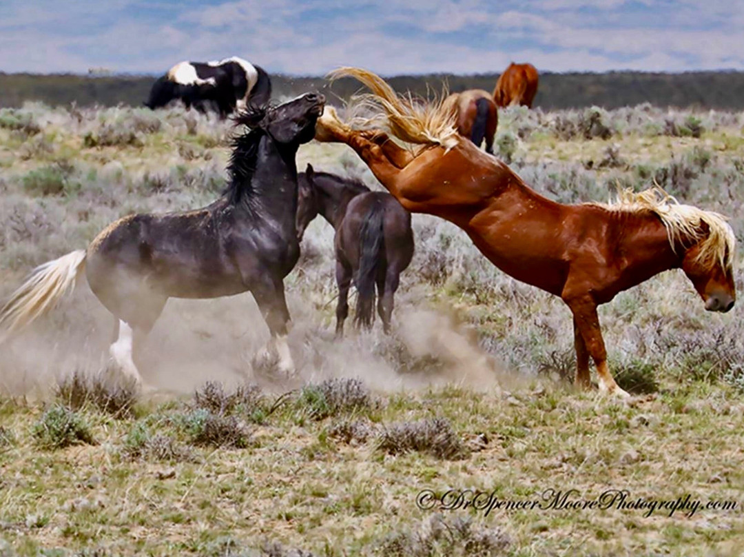 Red Canyon River Trips and Wild Mustang Tours