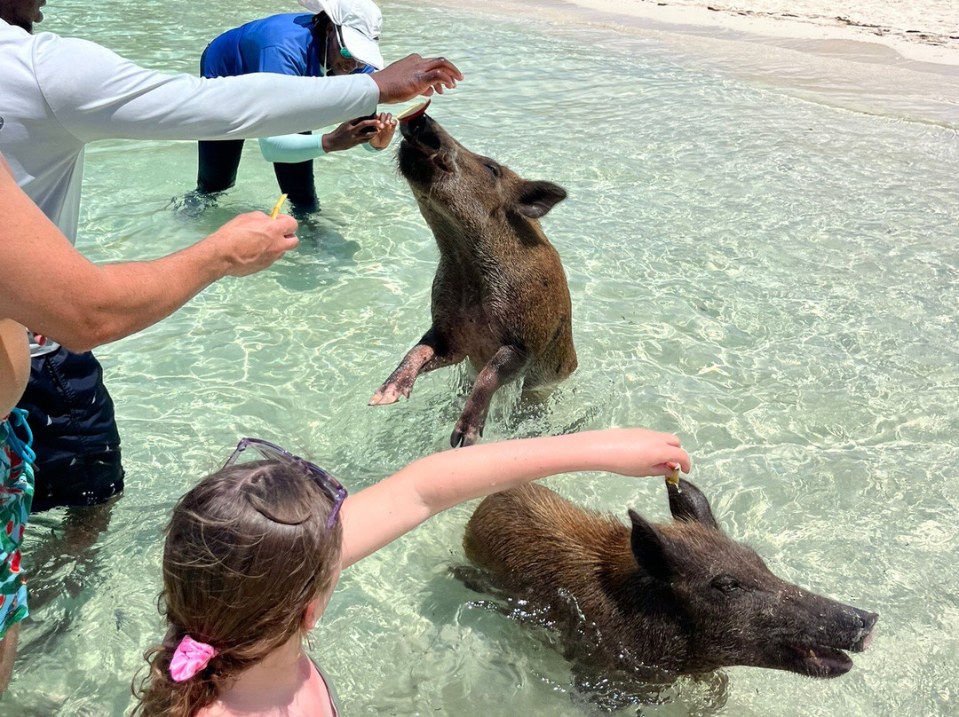 Abaco Tours & Activities景点图片