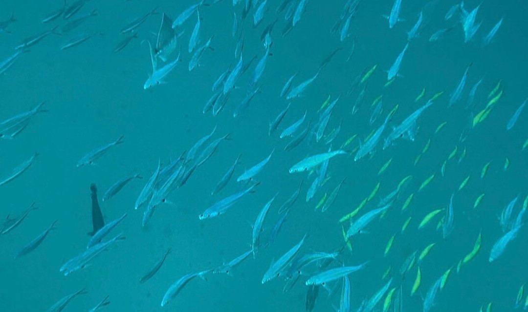 S&Y Tours and Travel-马累必去景点