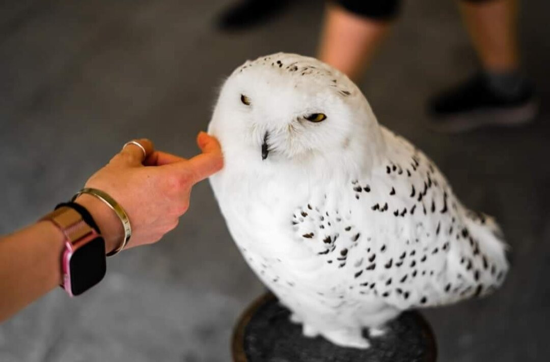 Centro di Falconeria Messaggeri Alati景点图片